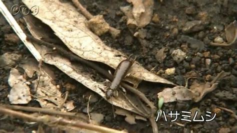 土 動物|土に生きる 森の小さな生き物たち 